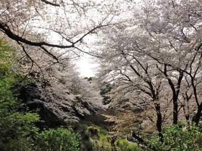 正覚寺（染井吉野）
