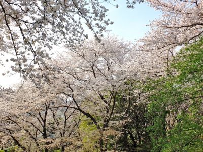正覚寺（染井吉野）
