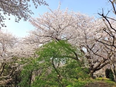 正覚寺（染井吉野）
