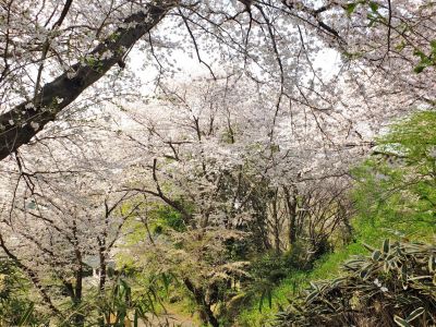 正覚寺（染井吉野）
