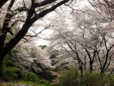 正覚寺（染井吉野）
