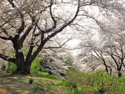 正覚寺（染井吉野）
