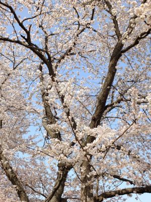 正覚寺（染井吉野）
