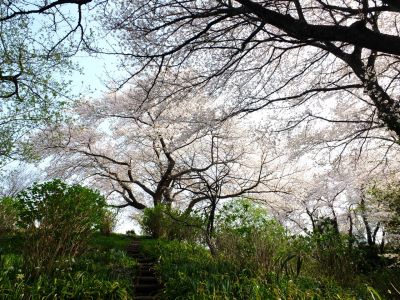 正覚寺（染井吉野）
