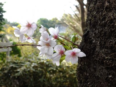 正覚寺（染井吉野）
