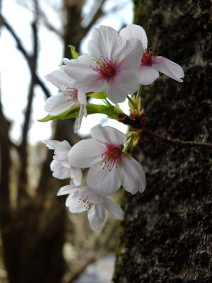 正覚寺（染井吉野）
