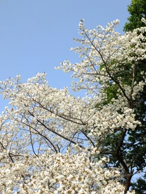 正覚寺（ヤマザクラ）
