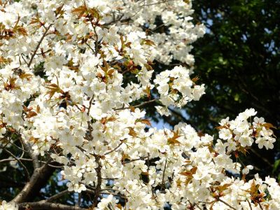 正覚寺（ヤマザクラ）
