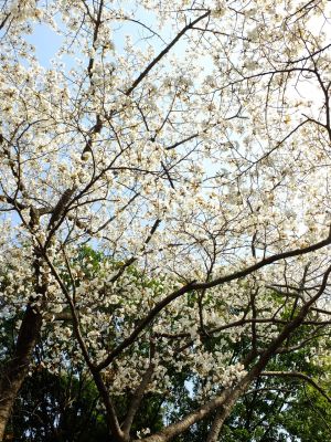 正覚寺（ヤマザクラ）
