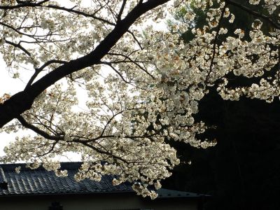 正覚寺（ヤマザクラ）
