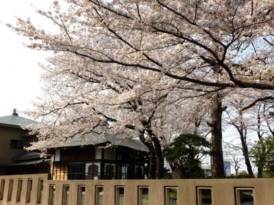 寿福寺（染井吉野）

