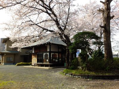 寿福寺（染井吉野）
