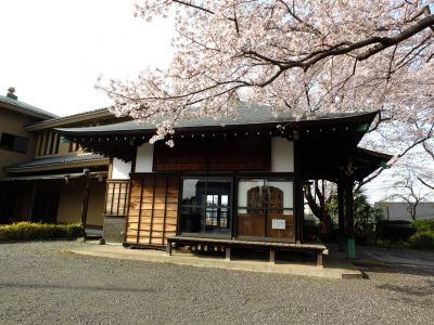 寿福寺（染井吉野）

