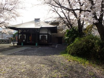 寿福寺（染井吉野）
