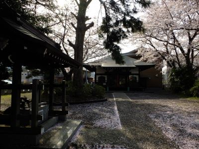 寿福寺（染井吉野）
