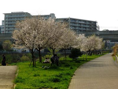 親水広場の神代曙
