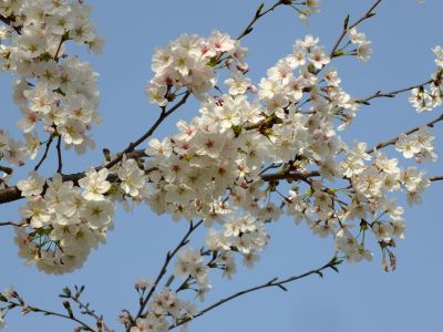 親水広場の神代曙
