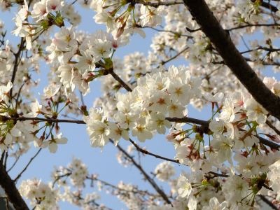 親水広場の神代曙
