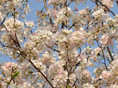 親水広場の神代曙
