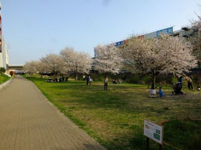 親水広場の神代曙
