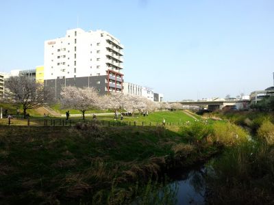 親水広場の神代曙
