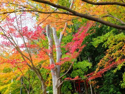 茅ケ崎の杉山神社
