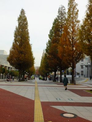 都筑区役所前メタセコイヤの紅葉
