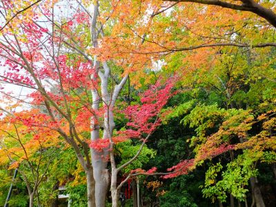 茅ケ崎の杉山神社
