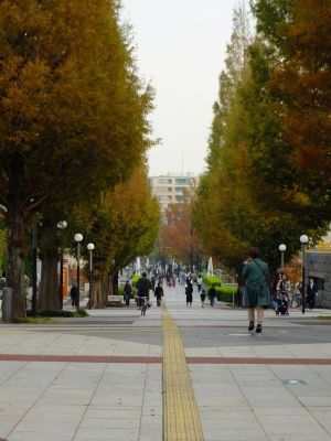都筑区役所前メタセコイヤの紅葉
