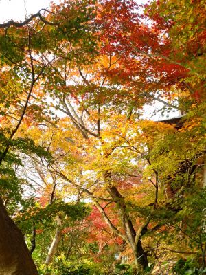 心行寺の紅葉
