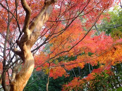 心行寺の紅葉
