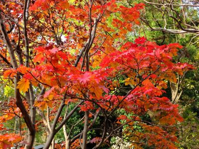 心行寺の紅葉
