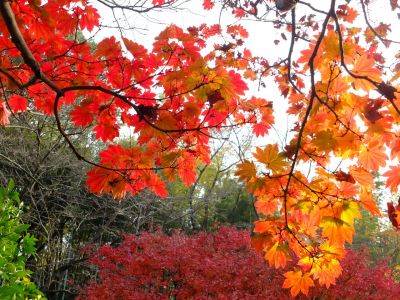 心行寺の紅葉
