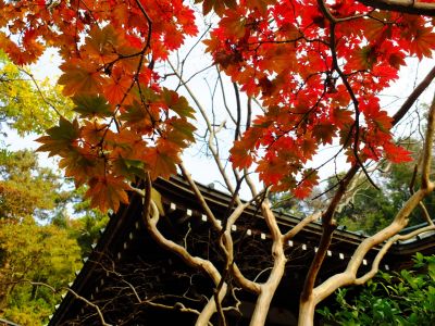 心行寺の紅葉

