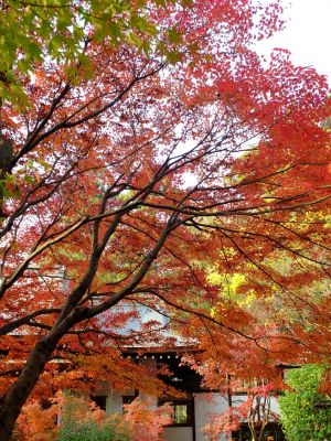 心行寺の紅葉
