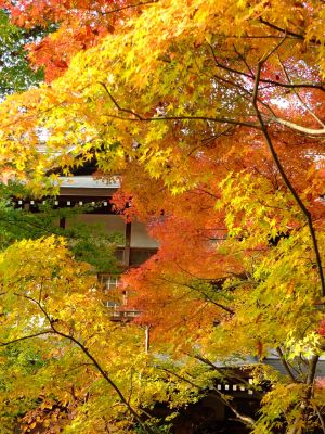心行寺の紅葉
