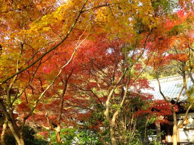 心行寺の紅葉
