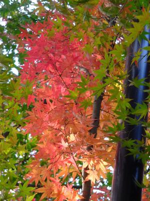 心行寺の紅葉
