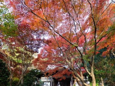 心行寺の紅葉

