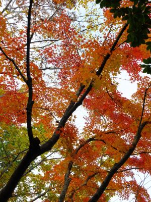 ささぶねの道（渋沢橋）
