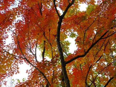 ささぶねの道（渋沢橋）
