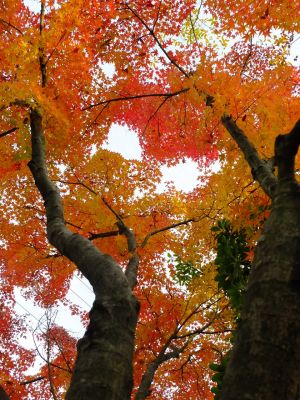 ささぶねの道（渋沢橋）
