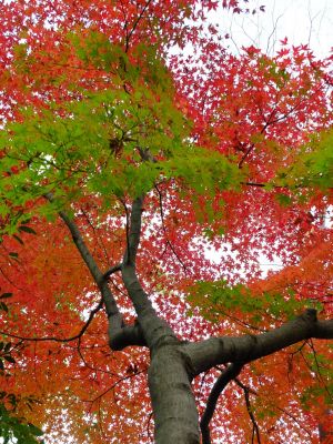 ささぶねの道（渋沢橋）
