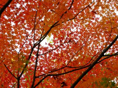 ささぶねの道（渋沢橋）
