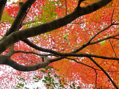 ささぶねの道（渋沢橋）
