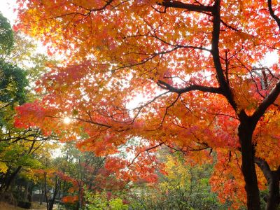 ささぶねの道（渋沢橋）
