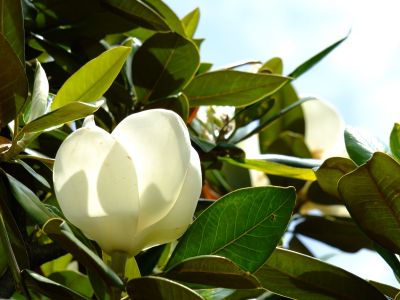 正覚寺（しょうがくじ）泰山木 （たいさんぼく）
