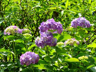 正覚寺（しょうがくじ）
