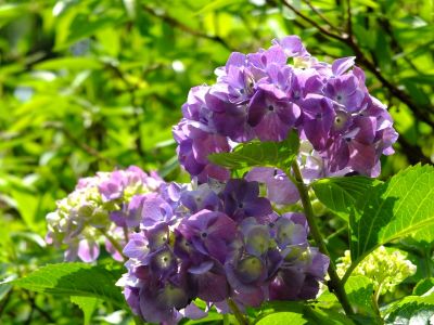 正覚寺（しょうがくじ）
