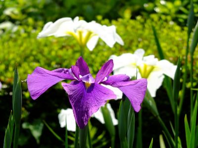 正覚寺（しょうがくじ）
